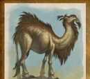Camel
