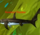 Ravenous Thresher