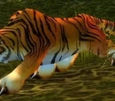 Elder Stranglethorn Tiger