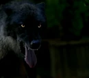 Werewolves