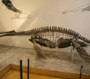 Peloneustes