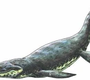 Kronosaurus