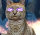 Kitty