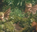Dorats
