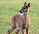 Deer