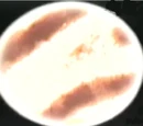 Alzarian spider