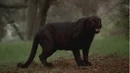 Werepanther 4.jpg