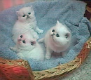 The Holder of Fluffy Kittens
