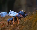 The Itsy Bitsy Spider