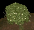 Magic tree
