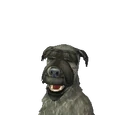 Elder dogs