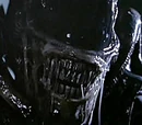 Xenomorph