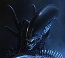 Xenomorph