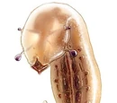 Gorryl Slug