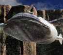 Sky Whale