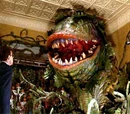 Audrey II (Species)