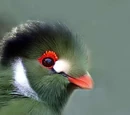 Musophagimorphae