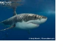 Great White Shark