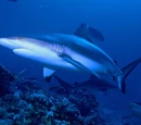 Grey Reef Shark