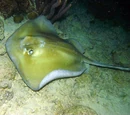 Southern Stingray