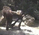 The Return of Bigfoot (Part II)
