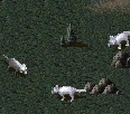 Triceratops