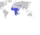 Non-Aligned Movement