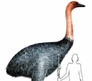 Aepyornis