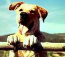 Yeller