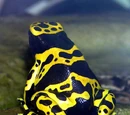 Poison Dart Frog (3.5e Monster)