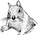 Squirrel (3.5e Monster)