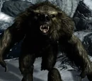 Werebear (Dragonborn)