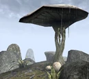 Emperor Parasol