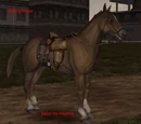 Riding Horse Bridle