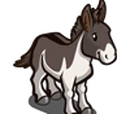 Wild Burro