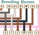 Horse Paddock