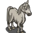 Connemara Pony