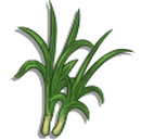 Lemongrass-icon.png