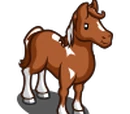 Boer Pony