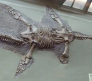 Thalassiodracon