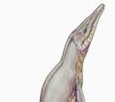 Pliosaurus