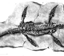 Archaeonectrus