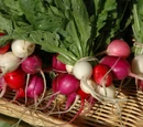 Radish