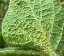 Aphid