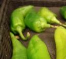 Capsicum annuum 'Anaheim'