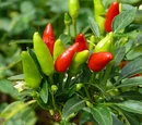 Capsicum annuum 'Candlelight'