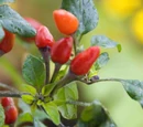 Capsicum annuum 'Bolivian rainbow'