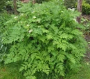 Chervil