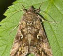 Silver Y moth