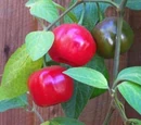 Capsicum pubescens 'Rocoto'
